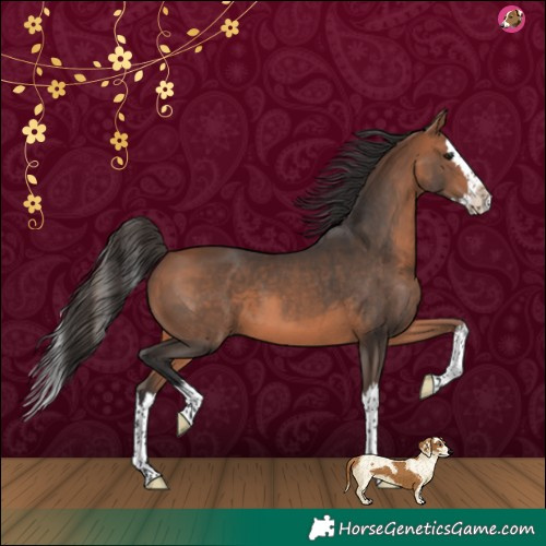 Horse Color:Bay Splash 