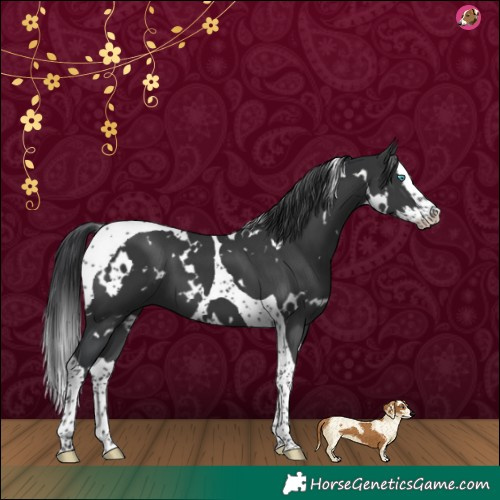 Horse Color:White Spotted Black Splash Tobiano 