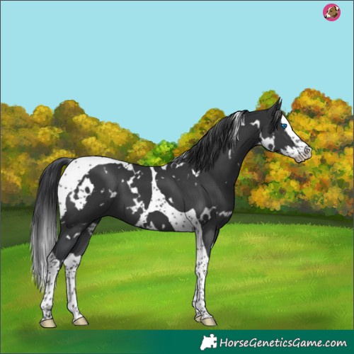Horse Color:White Spotted Black Splash Tobiano 