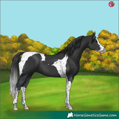 Horse Color:Black Splash Tobiano 