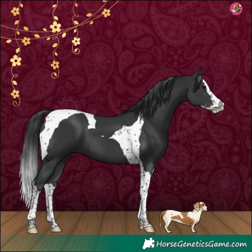 Horse Color:Black Splash Tobiano 