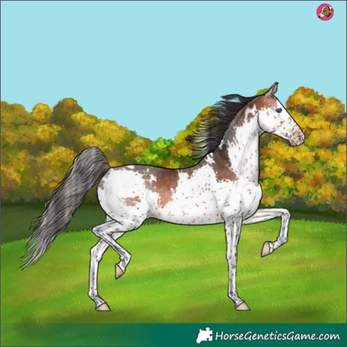 Horse Color:White Spotted Bay Splash Rabicano 
