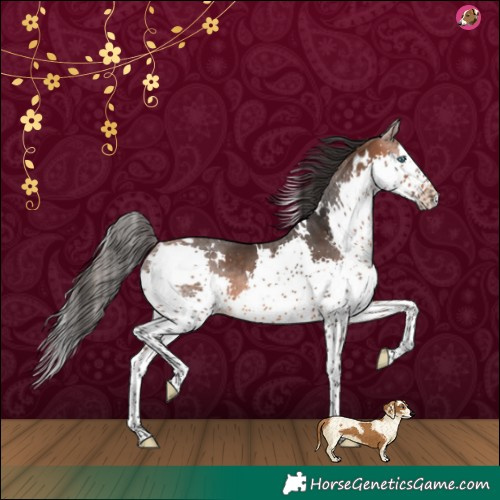 Horse Color:White Spotted Bay Splash Rabicano 