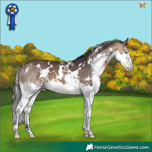 Horse Color:White Spotted Bay Splash Rabicano 