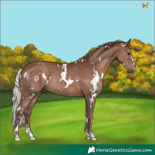 Horse Color:White Spotted Silver Black Rabicano 