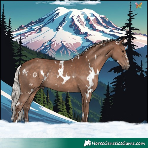 Horse Color:White Spotted Silver Black Rabicano 