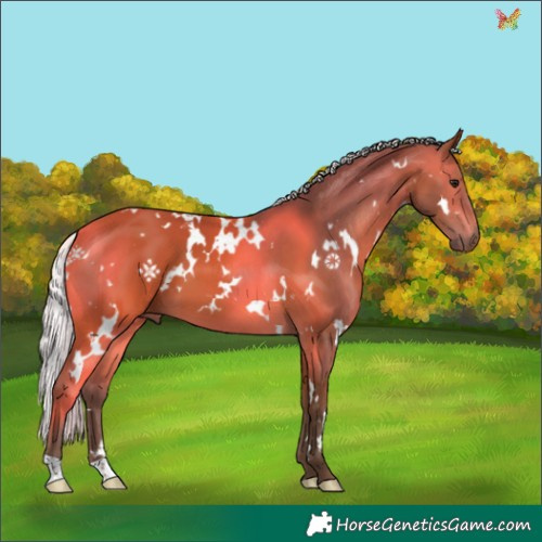 Horse Color:White Spotted Silver Brown 
