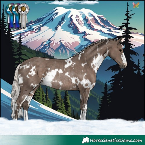 Horse Color:White Spotted Silver Black Rabicano 