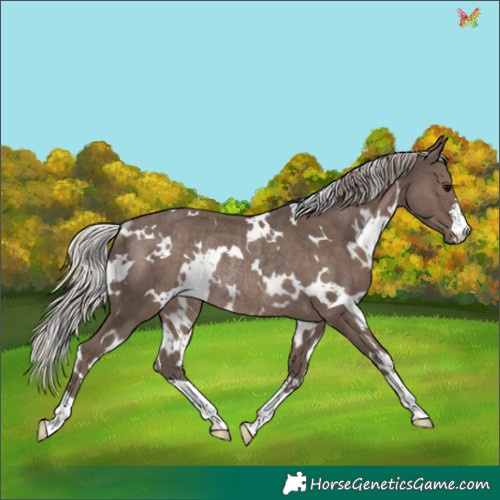 Horse Color:White Spotted Silver Black Rabicano 