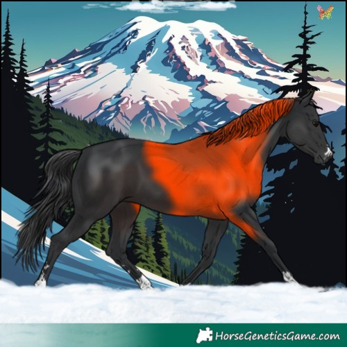 Horse Color:Black 
