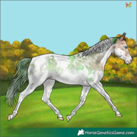 Horse Color:White Spotted Bay Splash Tobiano Rabicano