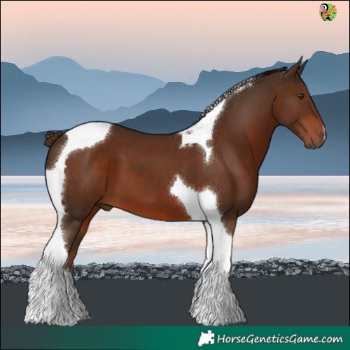 Horse Color:Liver Chestnut Tobiano 