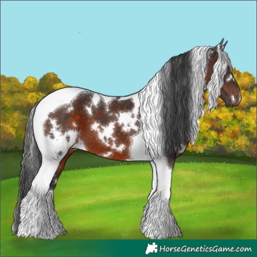 Horse Color:White Spotted Brown Tobiano 