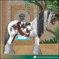 Horse Color:White Spotted Brown Tobiano 