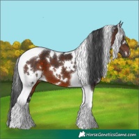Horse Color:White Spotted Brown Tobiano