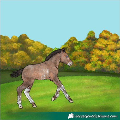 Horse Color:Sable Champagne Sabino Splash 