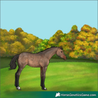 Horse Color:Bay Dun 