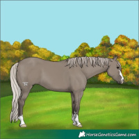 Horse Color:Silver Grullo