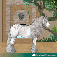 Horse Color:Silver Blue Roan Splash Appaloosa 