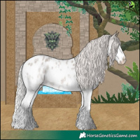Horse Color:Silver Blue Roan Splash Appaloosa 
