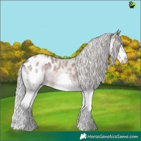 Horse Color:Silver Brown Roan Splash Appaloosa 