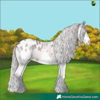 Horse Color:Silver Brown Roan Splash Appaloosa 
