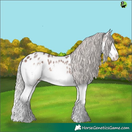 Horse Color:Silver Brown Roan Splash Appaloosa 