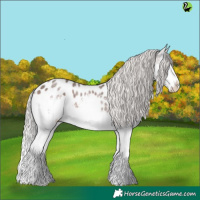 Horse Color:Silver Brown Roan Splash Appaloosa 