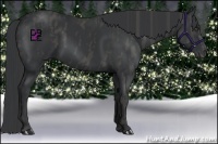 Horse Color:Black Splash Frame  Brindle