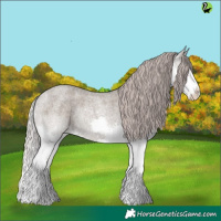 Horse Color:Silver Grullo Roan Splash 