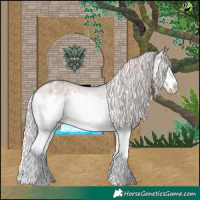 Horse Color:Silver Blue Roan Splash Appaloosa 
