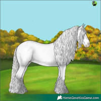 Horse Color:Silver Grullo Roan Splash Appaloosa 
