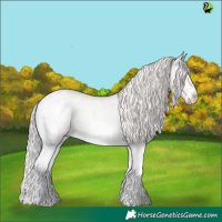 Horse Color:Silver Grullo Roan Splash Appaloosa 
