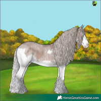 Horse Color:Silver Blue Roan Splash