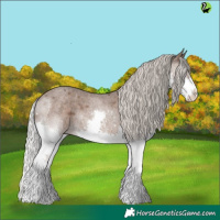 Horse Color:Silver Blue Roan Splash