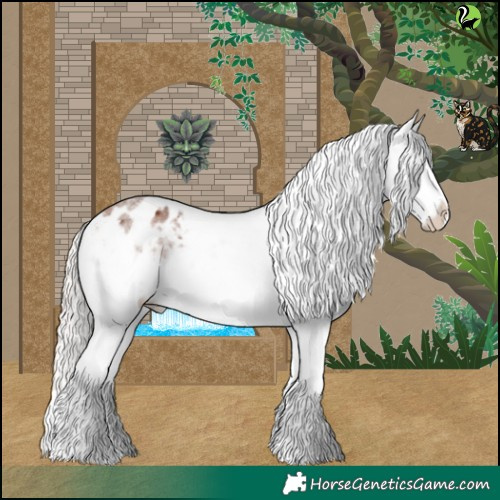Horse Color:Silver Bay Roan Splash Appaloosa 