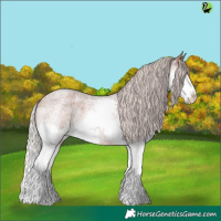 Horse Color:Silver Bay Roan Splash