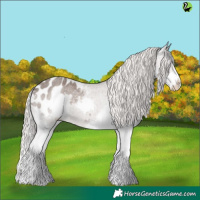 Horse Color:Silver Blue Roan Splash Appaloosa 