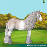 Horse Color:Silver Bay Roan Splash 