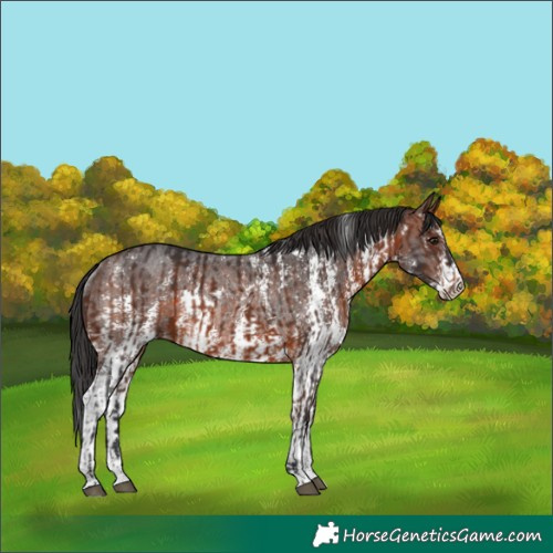 Horse Color:Bay Sabino Rabicano and Brown Sabino Rabicano