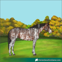 Horse Color:Bay Sabino Rabicano  and Brown Sabino Rabicano 