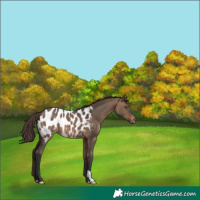 Horse Color:Brown Dun Appaloosa 
