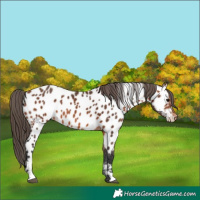 Horse Color:Bay Appaloosa 