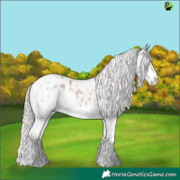 Horse Color:White Spotted Silver Bay Roan Splash Appaloosa