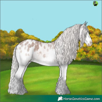 Horse Color:Silver Blue Roan Splash Appaloosa 