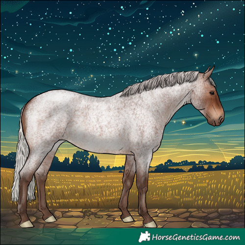 Horse Color:Silver Brown Roan 