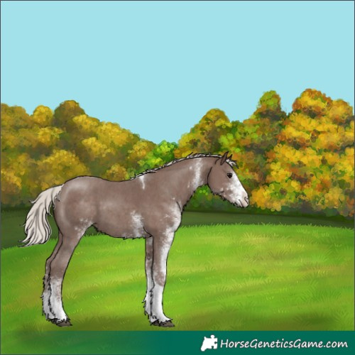 Horse Color:White Spotted Silver Black Tobiano 