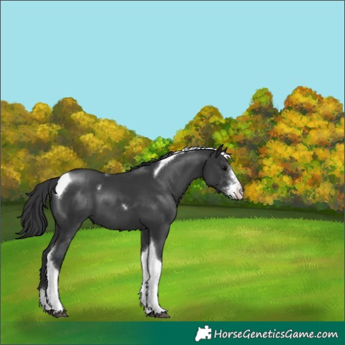 Horse Color:Black Sabino Tobiano 