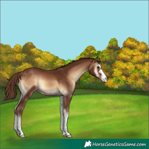 Horse Color:Red Onyx