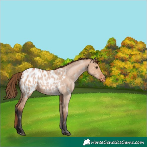 Horse Color:Bay Dun Appaloosa 